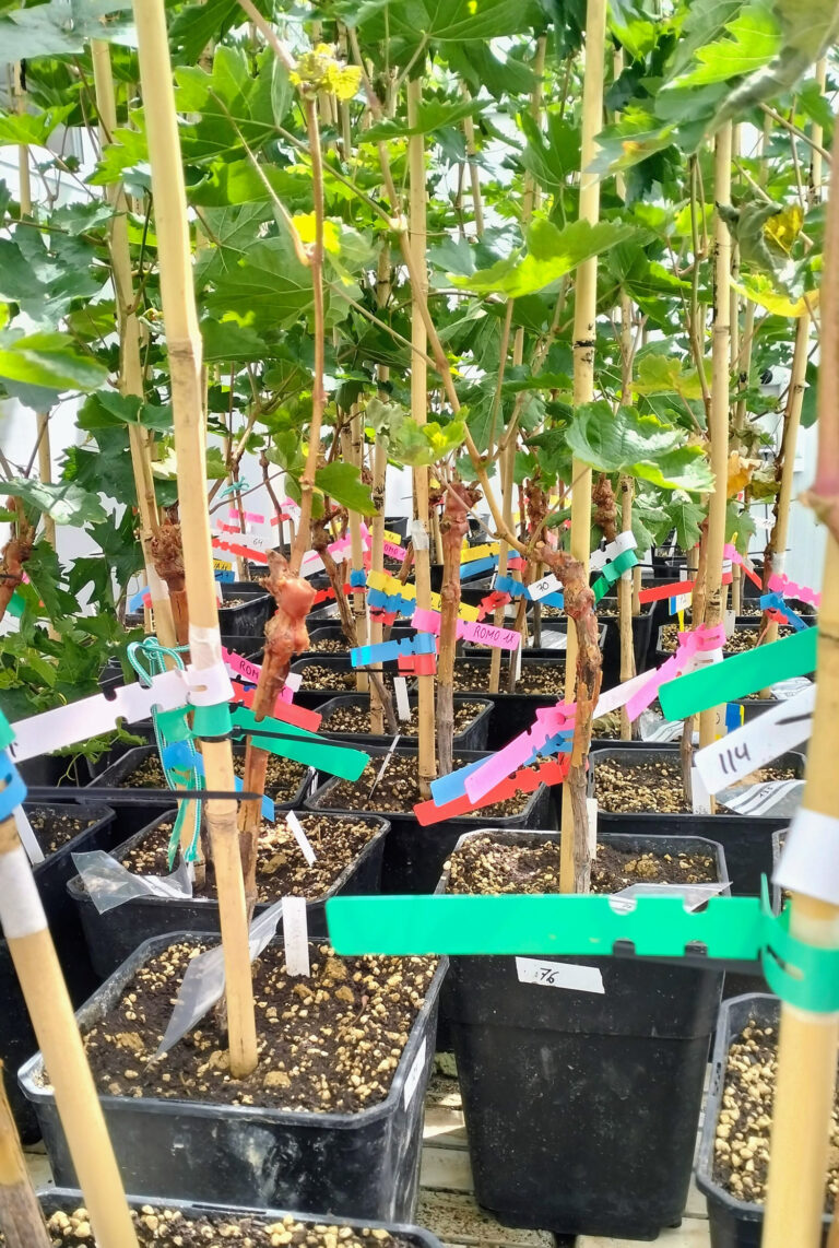 Comienzan las aplicaciones al suelo en macetas de plantas de la variedad Tempranillo